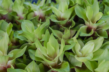 Obraz premium Beautiful flowers at the flower market in Thailand.