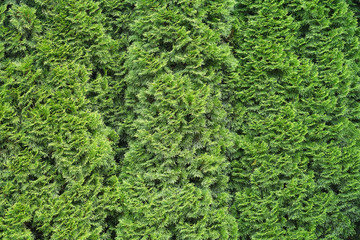 Fototapeta na wymiar close up on green cypress leaf background