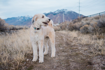 Happy Fluffy Dog on a Trail