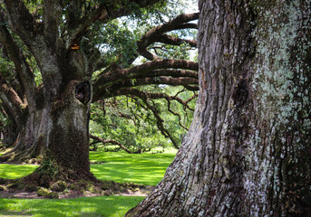 Close up view of twisting gnarled branches on old oak trees with bright skies and green grass
