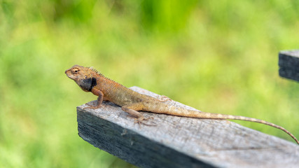 small chameleon lizard on wooden nature background