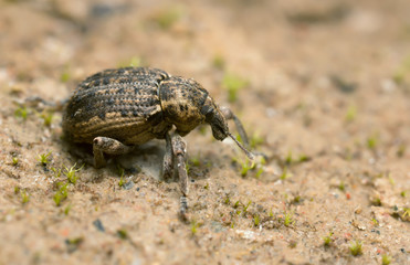 Clover leaf weevil, Brachypera zoilus on sand