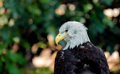 Bald eagle portrait.