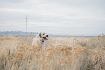 Obraz premium Happy Fluffy Dog Standing in a Field