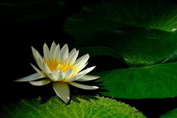 white water lily in pond