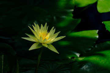 yellow water lily in pond
