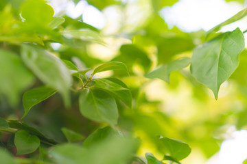 Fototapeta na wymiar Blur closed up green leaf background.