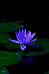 pink water lily in pond