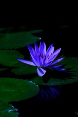 water lily in pond