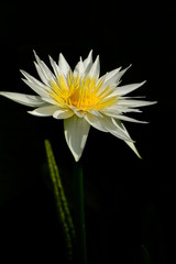 yellow flower on black background