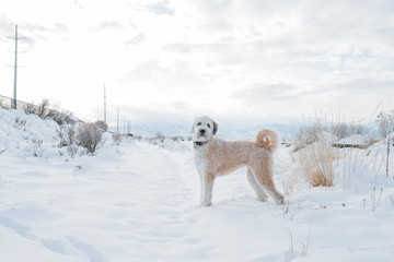 Beautiful Fluffy Dog Standing in the Snow