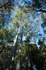 Fototapeta premium trees in forest