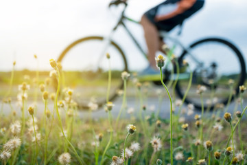 People ride bicycle in evening with sunset and sunlight.Selective focus a little flower beside road in front.
