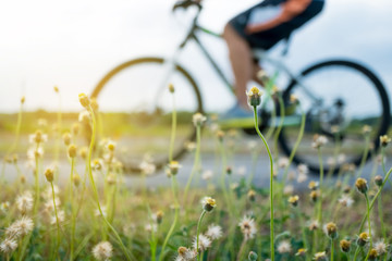 Naklejka premium People ride bicycle in evening with sunset and sunlight.Selective focus a little flower beside road in front.