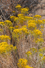 Blooming yellow wildfowers in the High desert