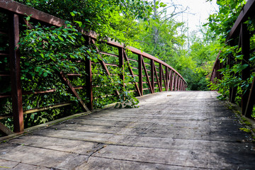 Wooden bridge with iron railings covered with thick green brush to either side