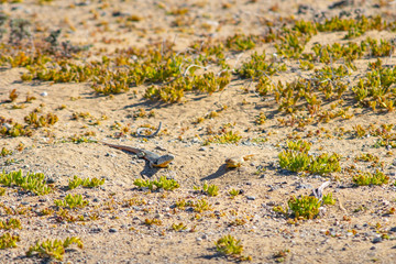 Two rival lizards sunning themselves in the middle of the desert