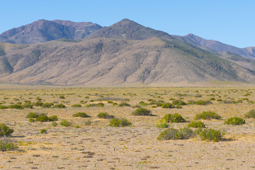 Mountainous desert landscape with some buds of plants and bushes