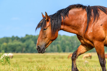portrait of a horse in a meadow