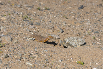 Lizard sunbathing outside its hiding place