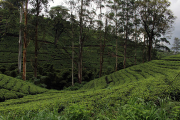 The scenery of tea plantation along the way on the scenic train to Ella.