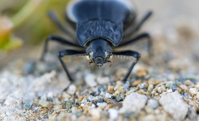 Macro of a beetle