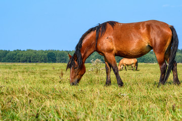 Fototapeta premium portrait of a horse in a meadow