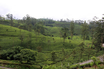The scenery of tea plantation along the way on the scenic train to Ella.