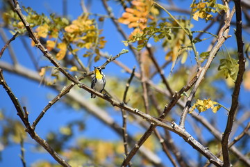 Yellow-Throated Vireo