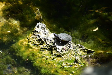 Turtle in Algae