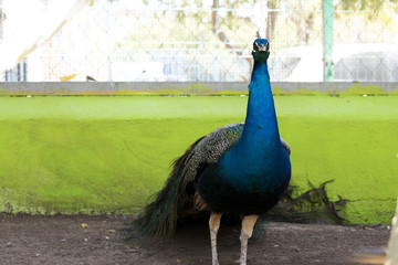 Fototapeta premium Pavo real
