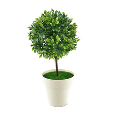 Ornamental tree in a pot isolated on white background