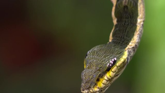 Snake-mimic caterpillar, Hemeroplanes triptolemus family Sphingidae. This caterpillar from the Ecuadorian Amazon protects itself from predators by mimicking a poisonous snake.