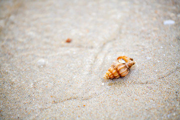 shell that is placed at the beach by the sea in the morning, see and feel the peace