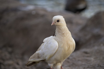 Ave pequeña blanca