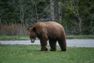 Fototapeta na wymiar brown bear