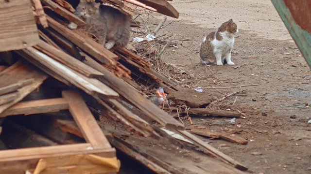 Une cat sitting and looking about and another exploring heap of old planks