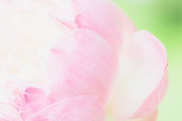 Sweet color lotus  in soft style for background