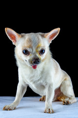 portrait of a chihuahua on a black background