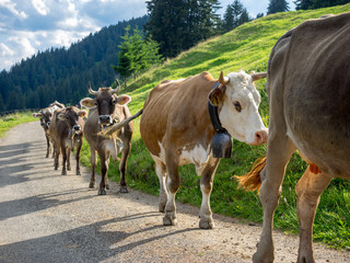 Allgäuer Kühe im Stau auf Forstweg, Deutschland