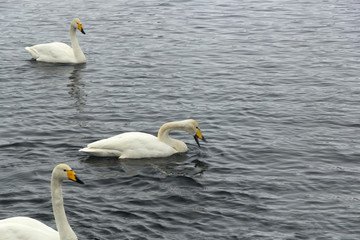 Obraz premium A lonely white Swan-clicker is in calm water