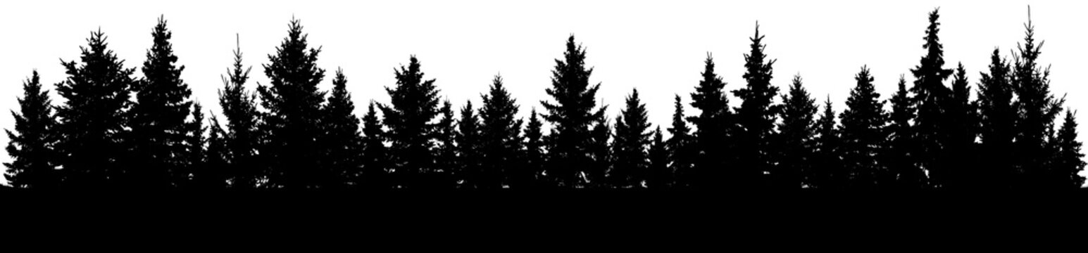 Fir trees silhouette. Forest, vector