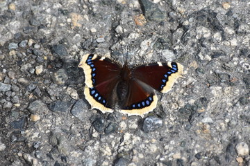 butterfly