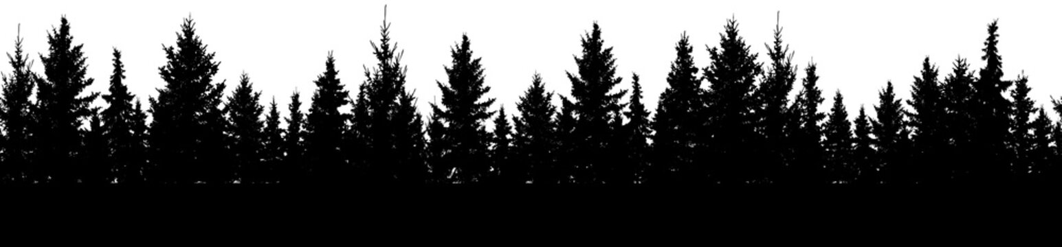 Seamless pattern of fir trees, silhouette of forest. Vector