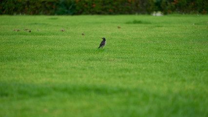 minimalist small bird on green grass