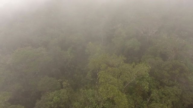 Flying over the canopy of misty montane rainforest. High on a Tepuy (flat topped sandstone mountain), home to many endemic species, above Rio Nangaritza Valley in the Cordillera del Condor, Ecuador.