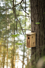 Wooden birdhouse in the tree in spring