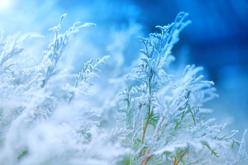 Frozen Thuya. Twigs thuja in frost in the cold blue light. Plant  frosty background. Late fall. Nature in November