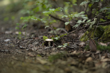 White mushroom in the green autumn forest
