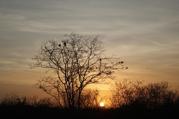 Sunset on the open country